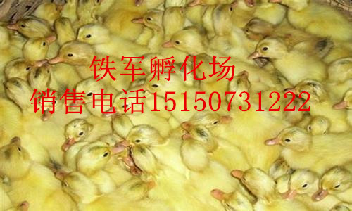 锦旗用语 送医院锦旗用语 赞扬医护人员锦旗用语