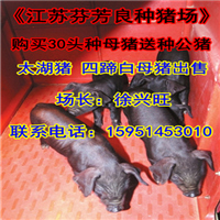 关于参加国外展会的补贴说明